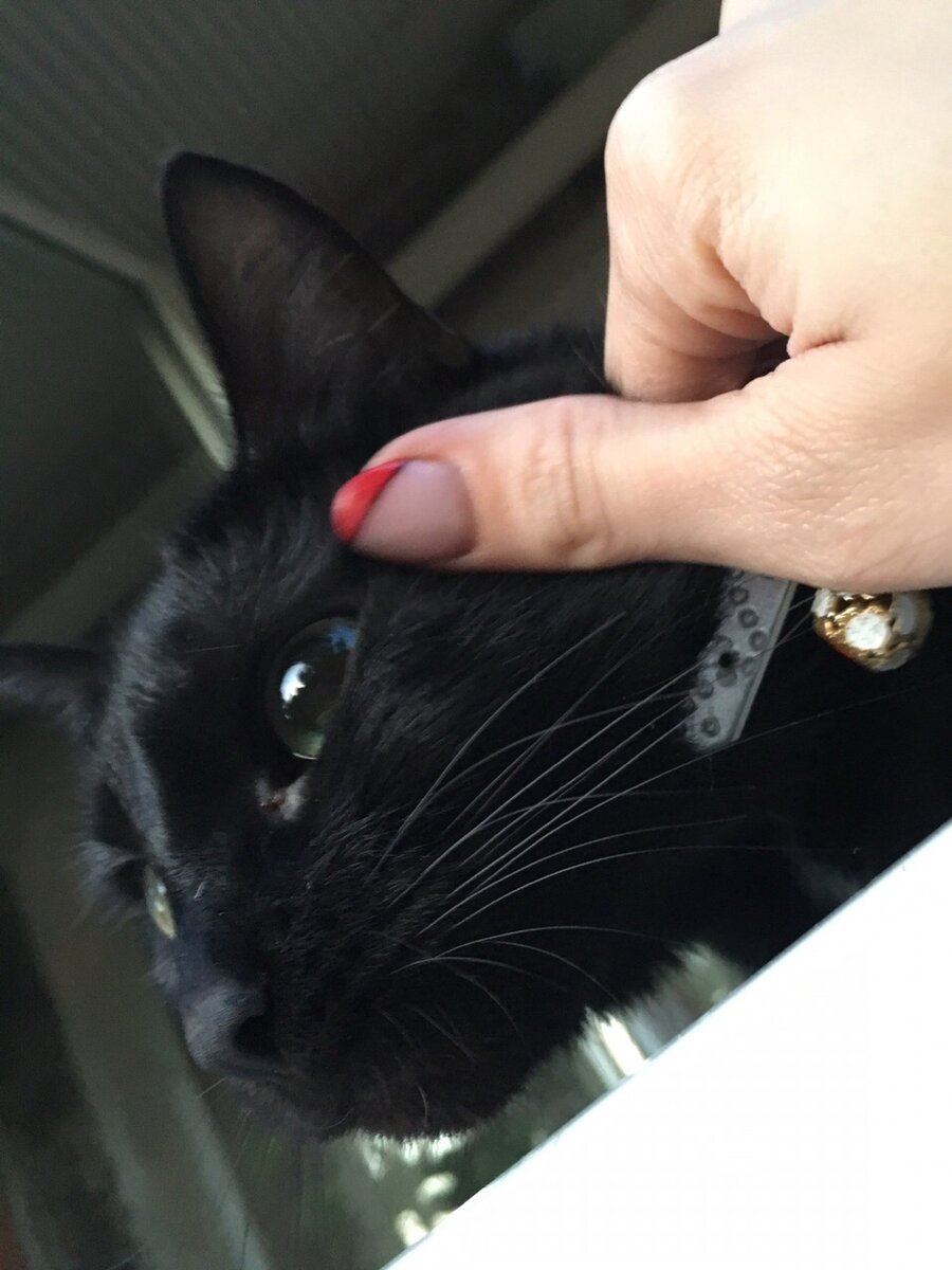 котек
