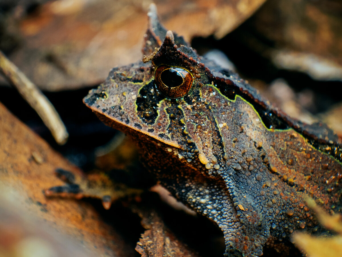 Бразильская рогатая