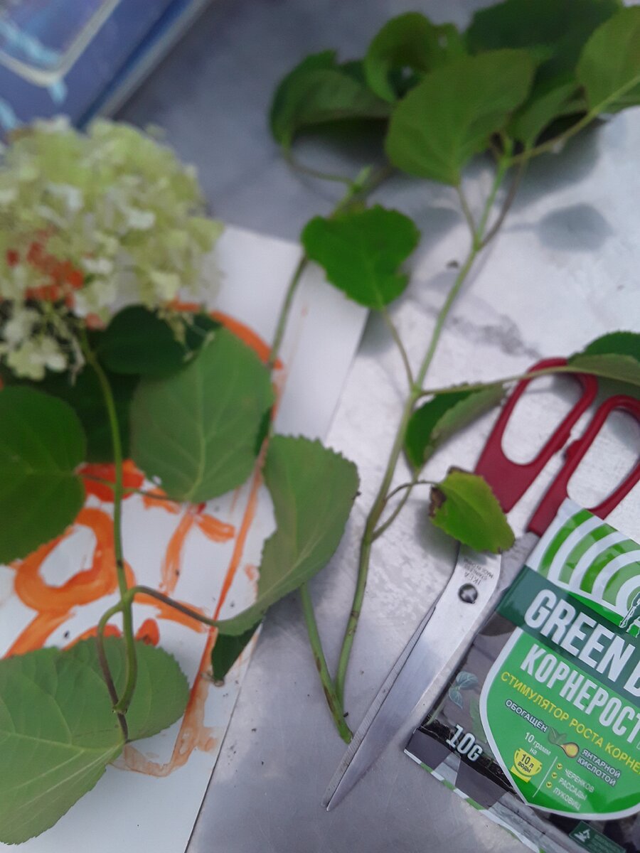 Первые черенки в процессе обработки