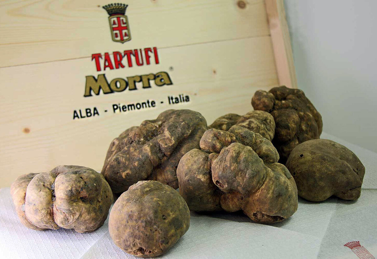 Белый трюфель из Ла Морры - один из самых дорогих, Альба, Италия