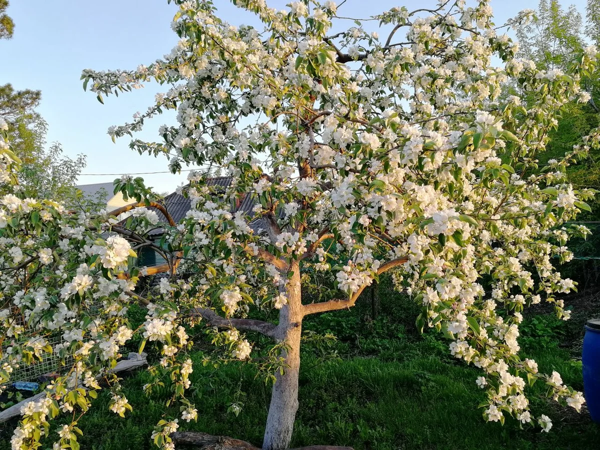 Яблоня Аленушка весной 2020