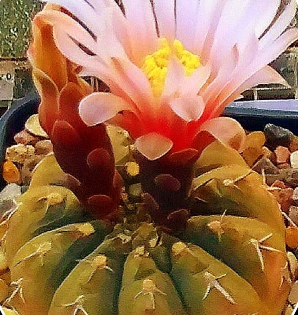 фото "Крымский аналитик