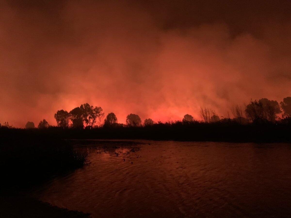 В Воронежской области горят леса. Крупный пожар охватил 130 га. Огонь  подступил к домам | А давайте пообщаемся | Дзен