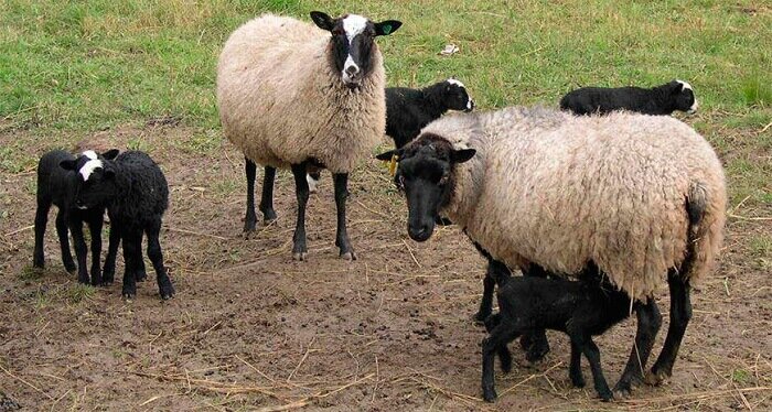 Романовские овцы — особенности породы их содержания