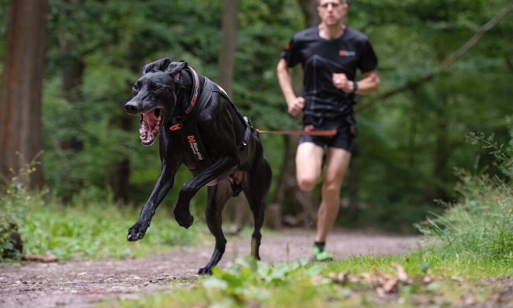 Блейк и Бен, фото с сайта https://www.nonstopdogwear.com