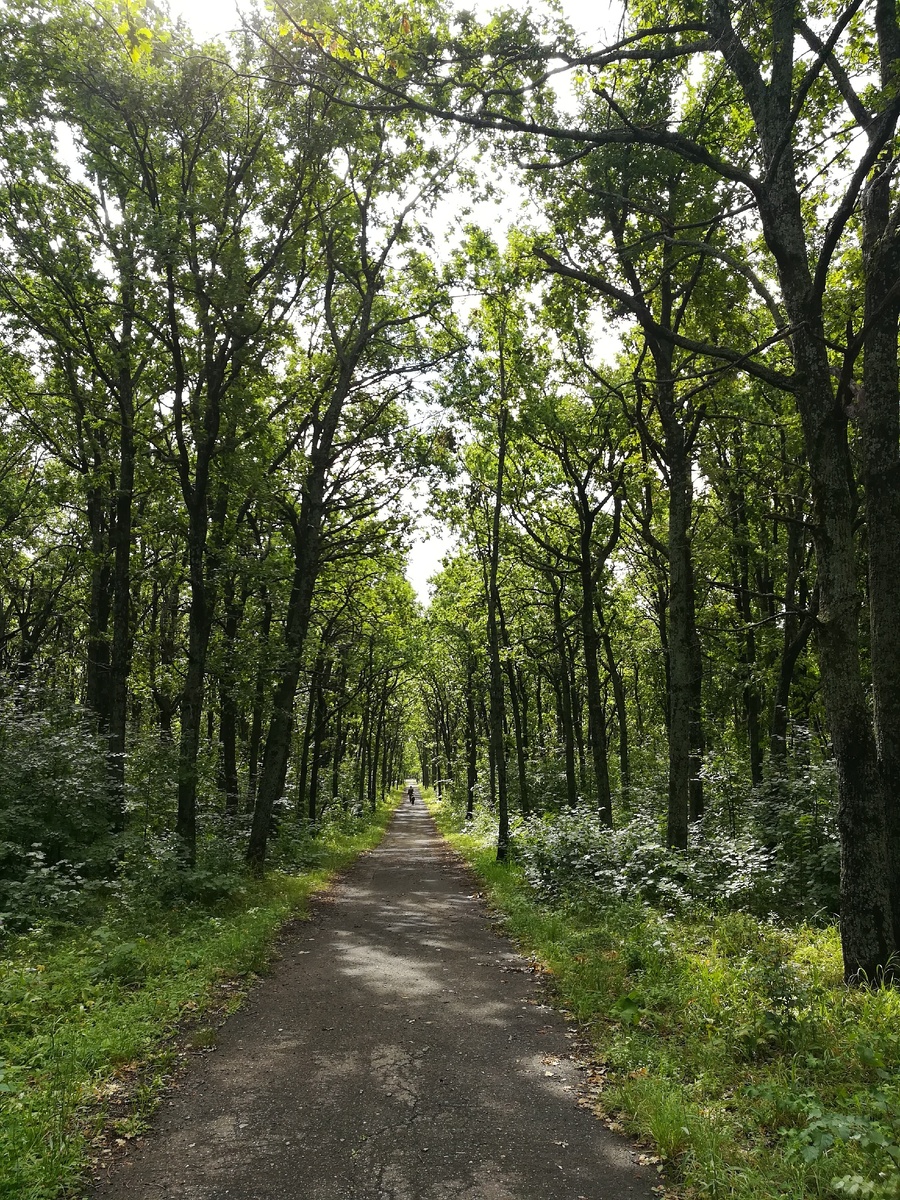 Буйство красок зелени. Лето. Июль. Фото из личного архива