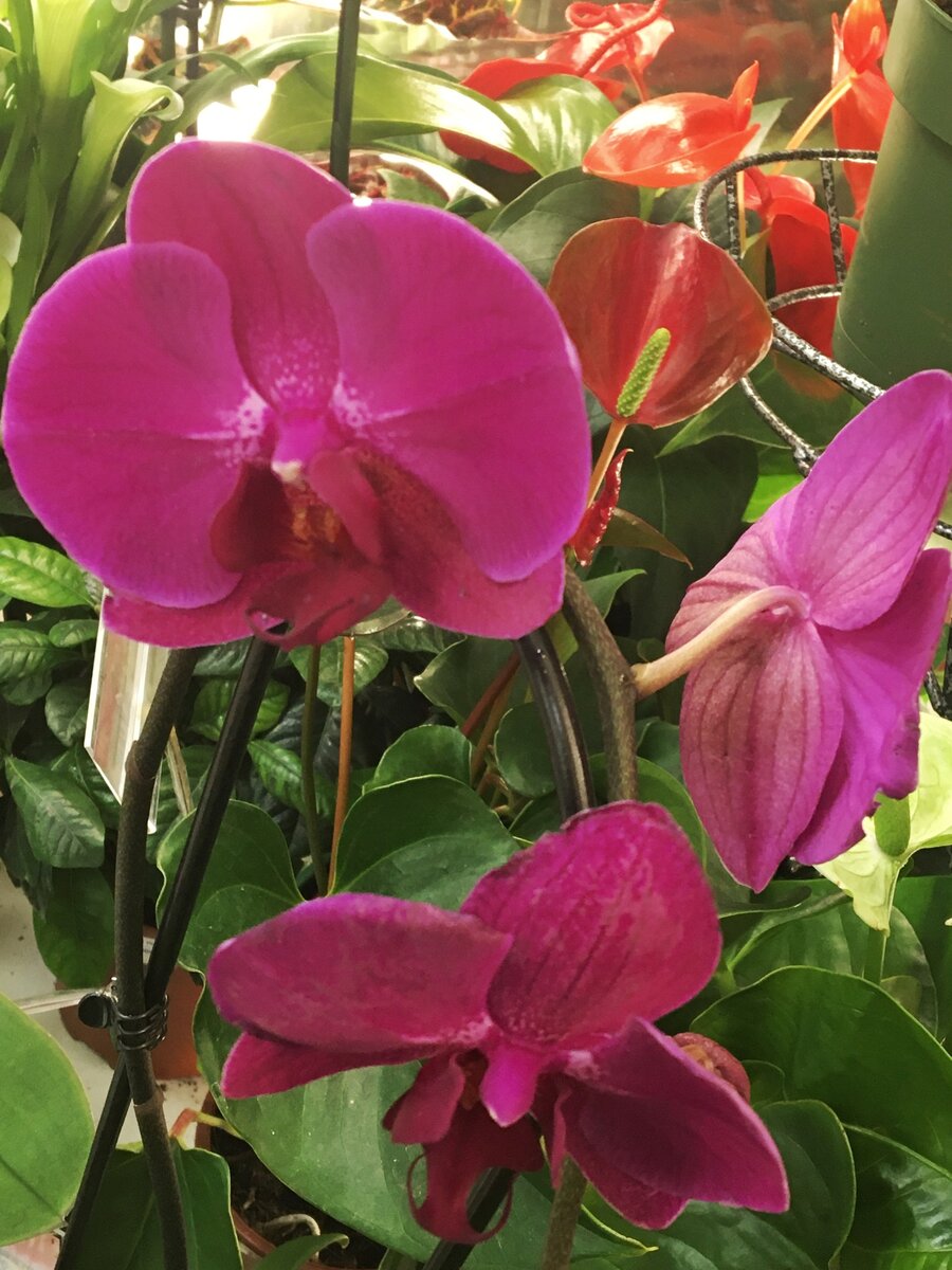 на фото Орхидея