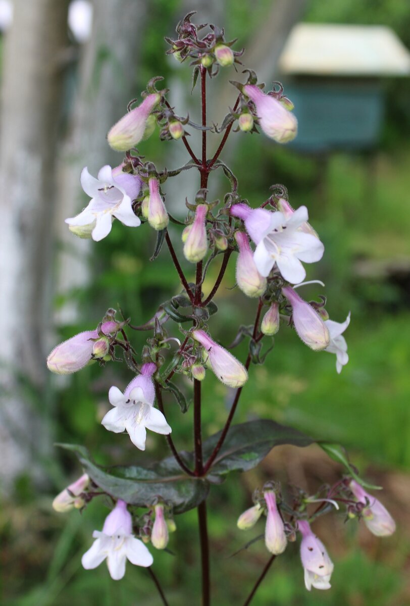 Penstemon Azureus