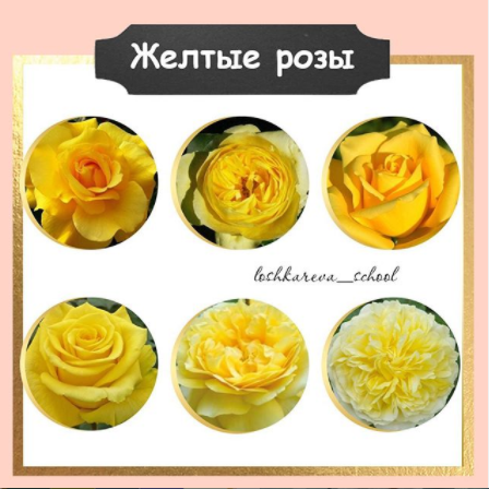 желтые розы