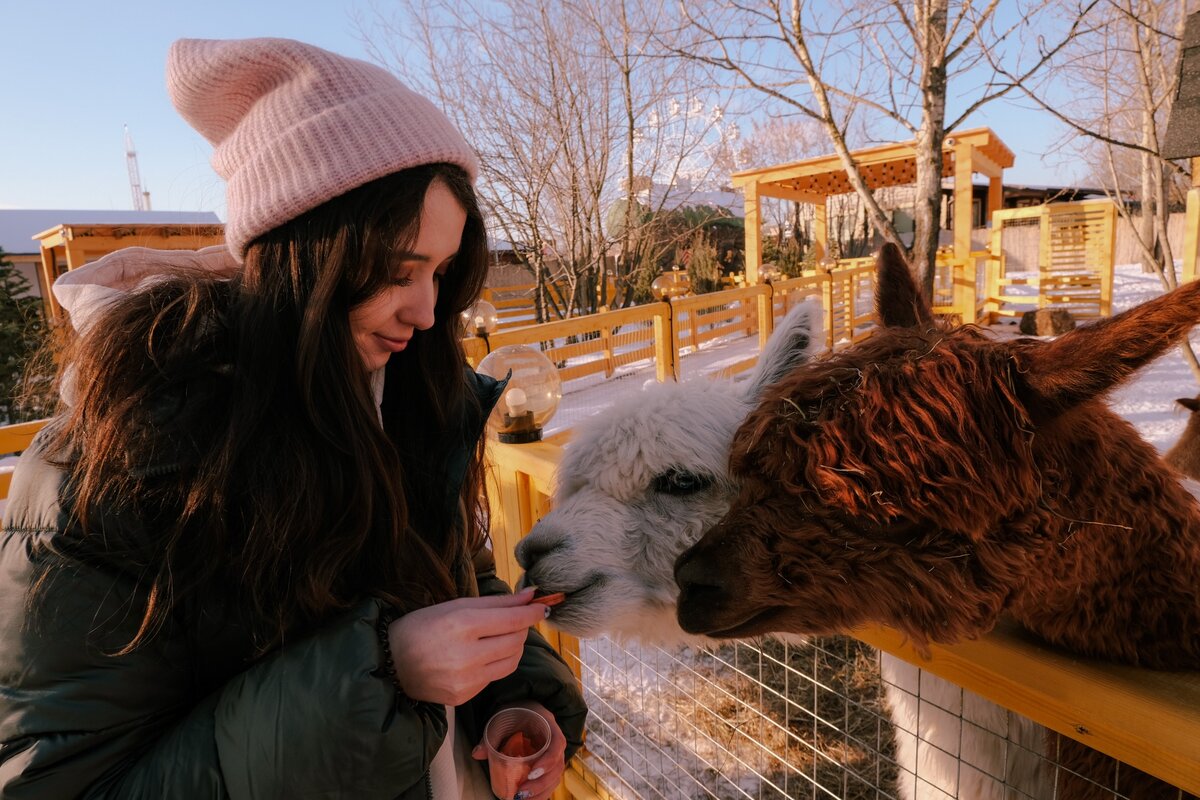 Я кормлю альпак