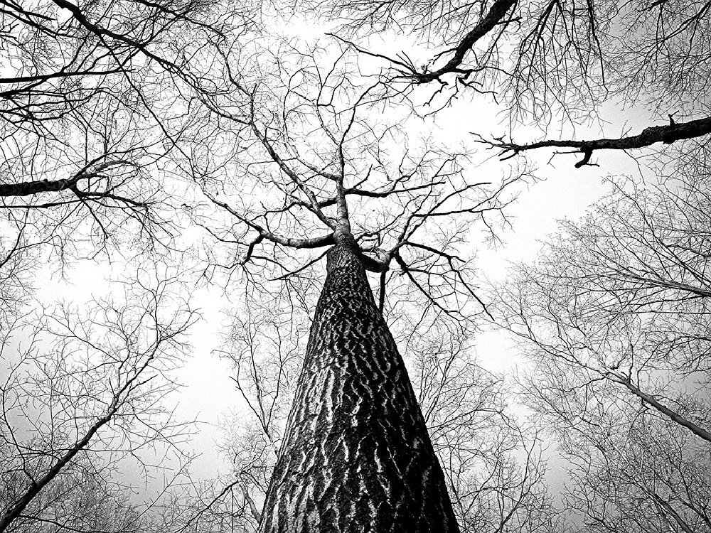 Сухие деревья. Фото с сайта pixabay.com