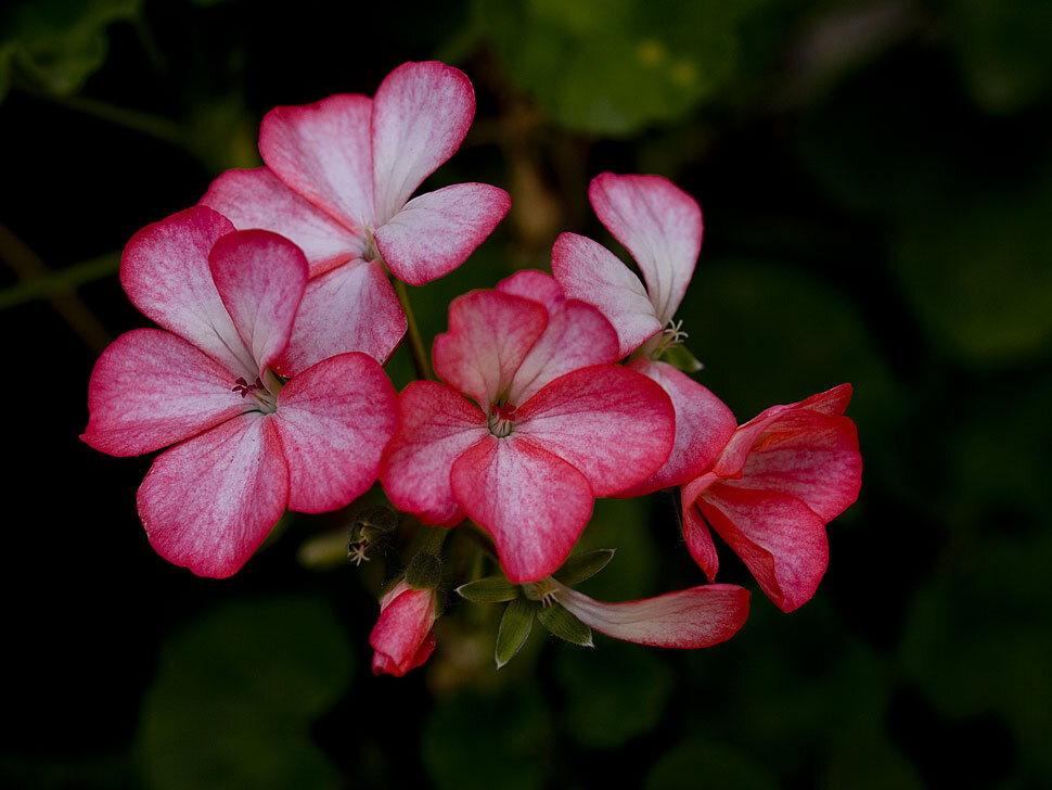 Источник фото: bienestarswissjust.blogspot.com