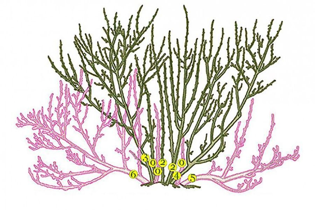 Очень помогла эта картинка, найденная на просторах интернета. Сама новичок в садовых делах, а тут шпаргалка-как определить возраст побегов.