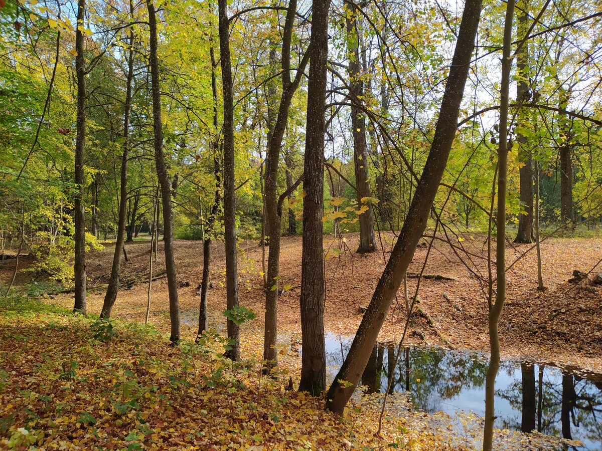 Парк в осеннее время. Фото - сообщество «Наша Ижорщина» (https://vk.com/izhorschina)