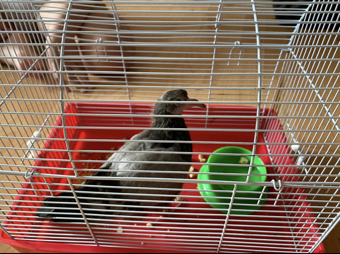 Первые часы Пшенички дома