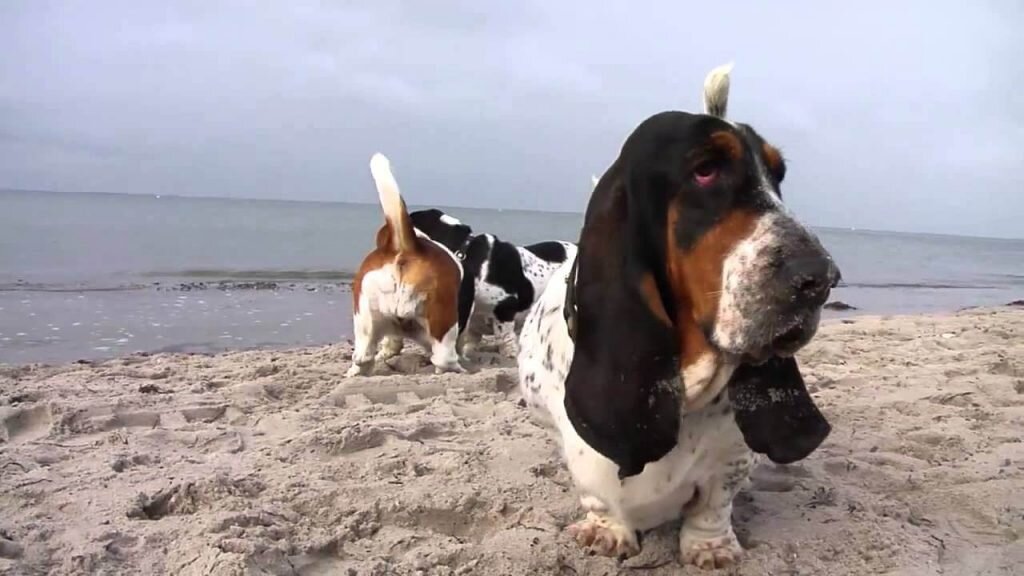 Здоровье и продолжительность жизни представителей породы Бассед — хауд