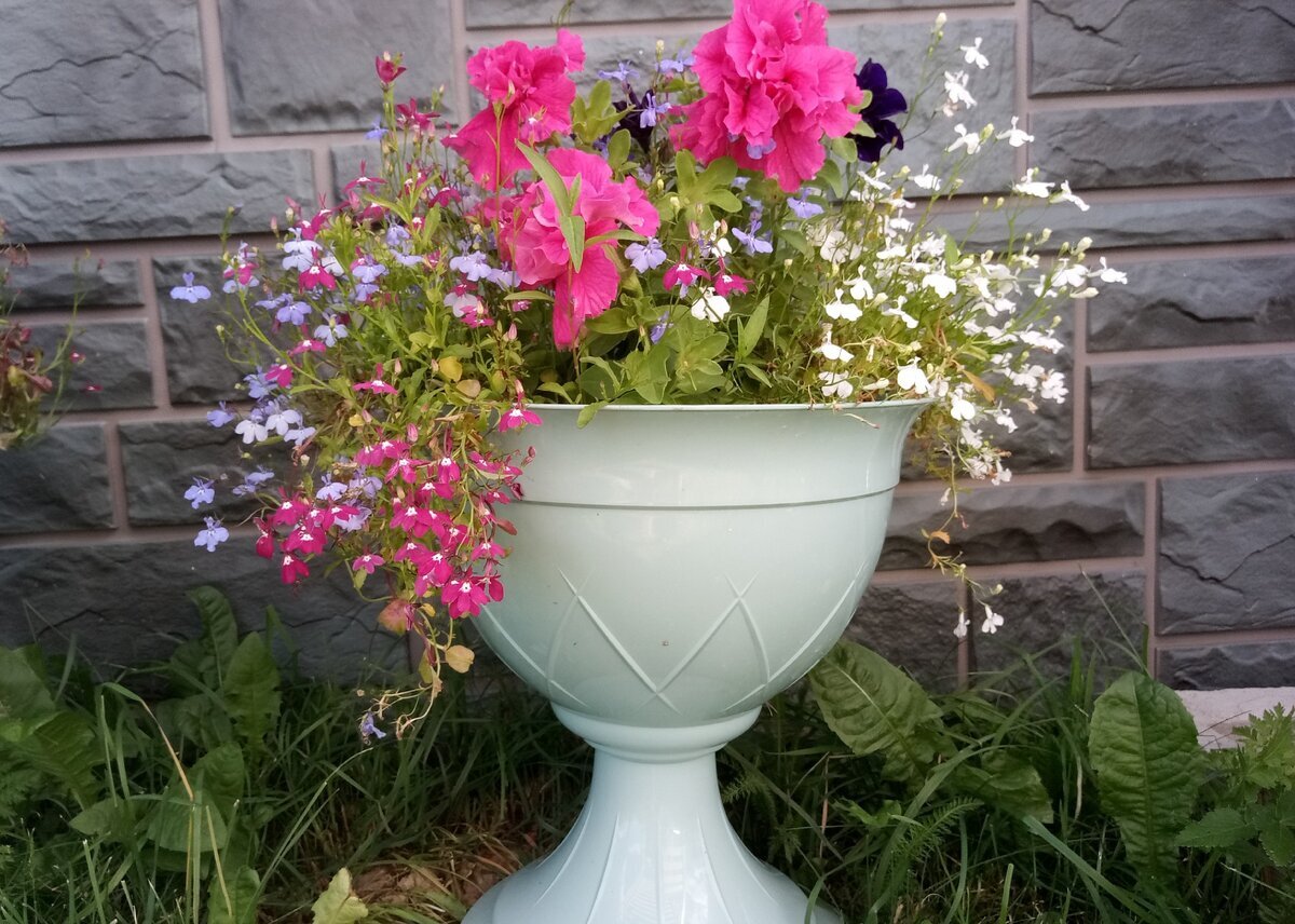 Махровая петуния с лобелией в вазоне, лето 2020