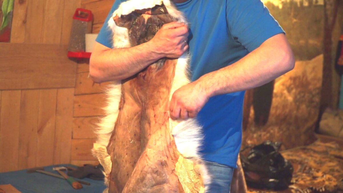 Шкура оленя