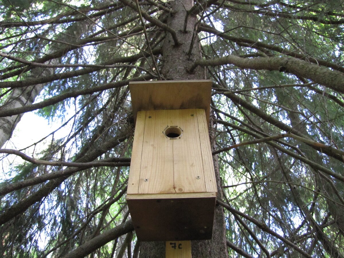 Синичник висит на высоте около 2,5 м. Фото автора