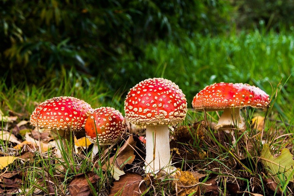 Изображение взято для ознакомления. Ссылка на изображение: https://cdn.pixabay.com/photo/2014/11/04/08/13/matryoshka-516281_960_720.jpg