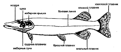 Внешнее строение рыбы щука с подписями. Схема строения щуки. Внешнее строение рыбы щуки. Внешнее строение рыбы щуки. Внешнее строение щуки.