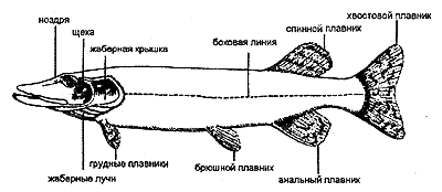 Внешнее строение рыбы щуки. Внешнее строение щуки. Внешнее строение рыбы щука. Щука обыкновенная строение. Внешний вид щуки схема.