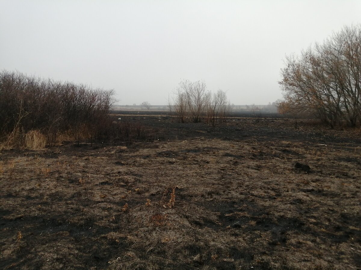 На этом месте, по словам сторожил зарыт клад. За кадром старый тополь. 