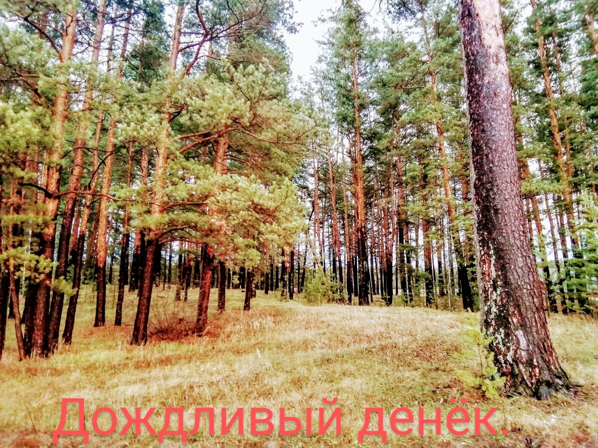 В лесу. Всё фото автора. 