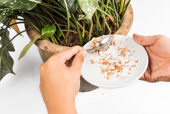 Самодельные удобрения для домашних растений
