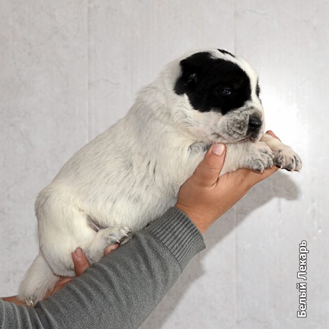 Малышка Белый Лекарь Гурия - 5 дней с рождения. https://beliy-lekar.ru/dogs/sredneaziatskaya-ovcharka/belyy-lekar-guriya