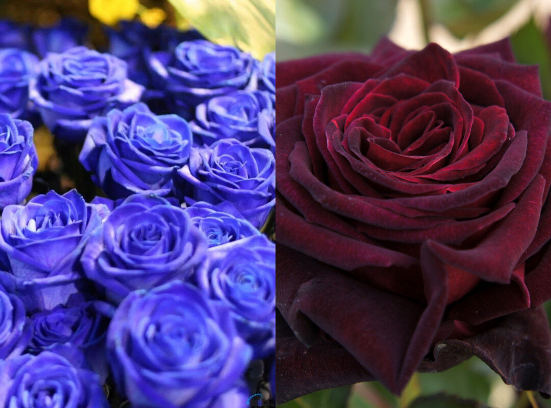 В подборке собрано 9 редких и красивых сортов роз, которых по праву можно назвать королевами не только цветника, но и всего сада.