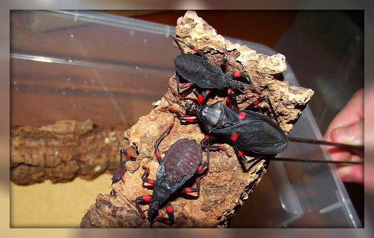 лат. Platymeris rhadamanthus. Источник: Яндекс картинки.