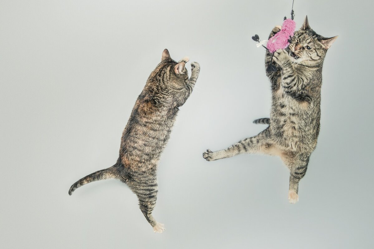 Кошки сразу. Котенок в прыжке. Танцующие котики. Играющие коты. Коты веселятся