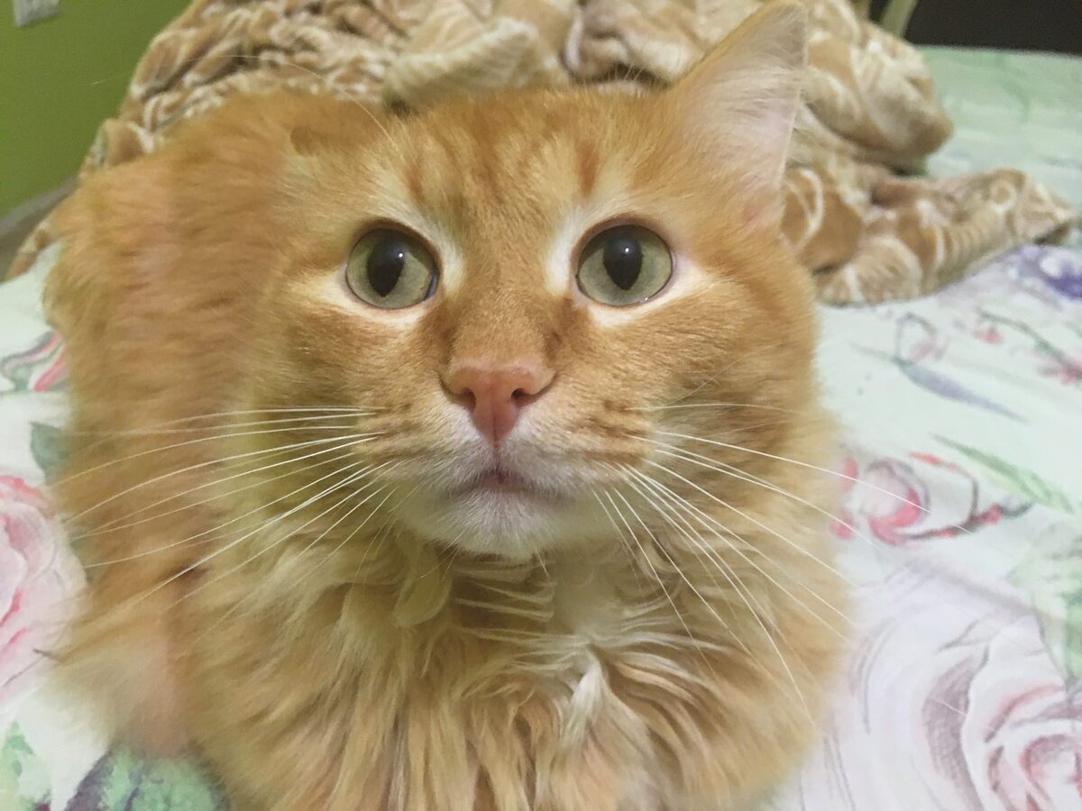 Чо смотришь?