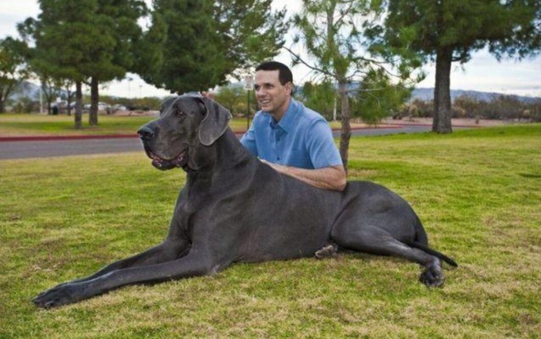 Немецкий дог в среде профессиональных кинологов давно зовётся "Апполон среди собак"