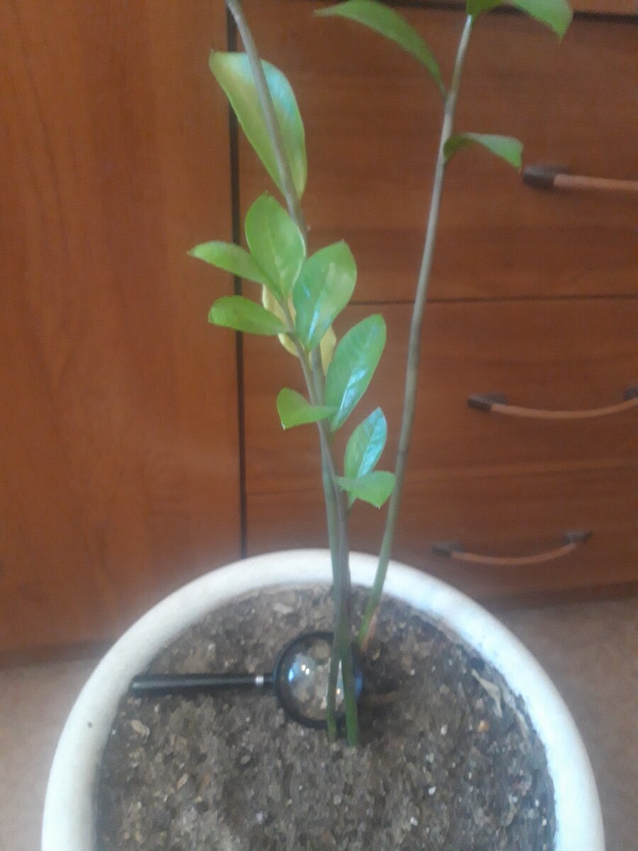    Замиокулькас переехал ко мне в квартиру