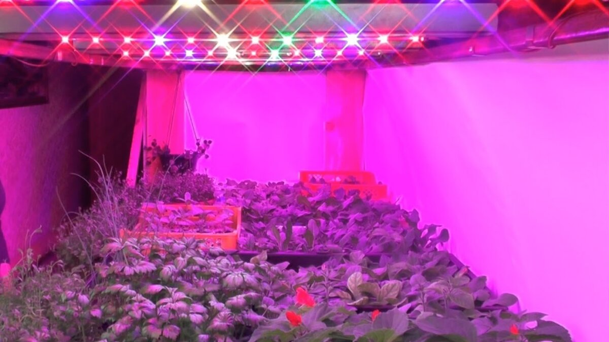 Светодиодная подсветка рассады