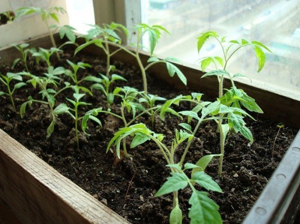 Как вырастить вкусные и полезные томаты у себя на подоконнике