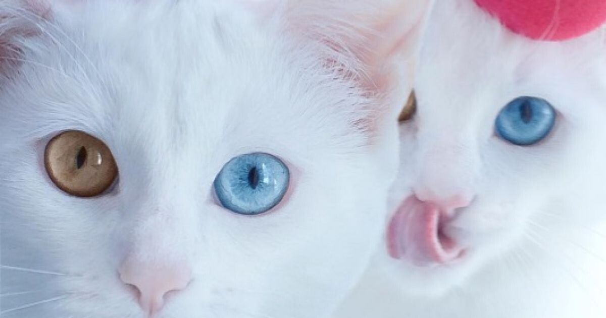 Белоснежные близнецы 