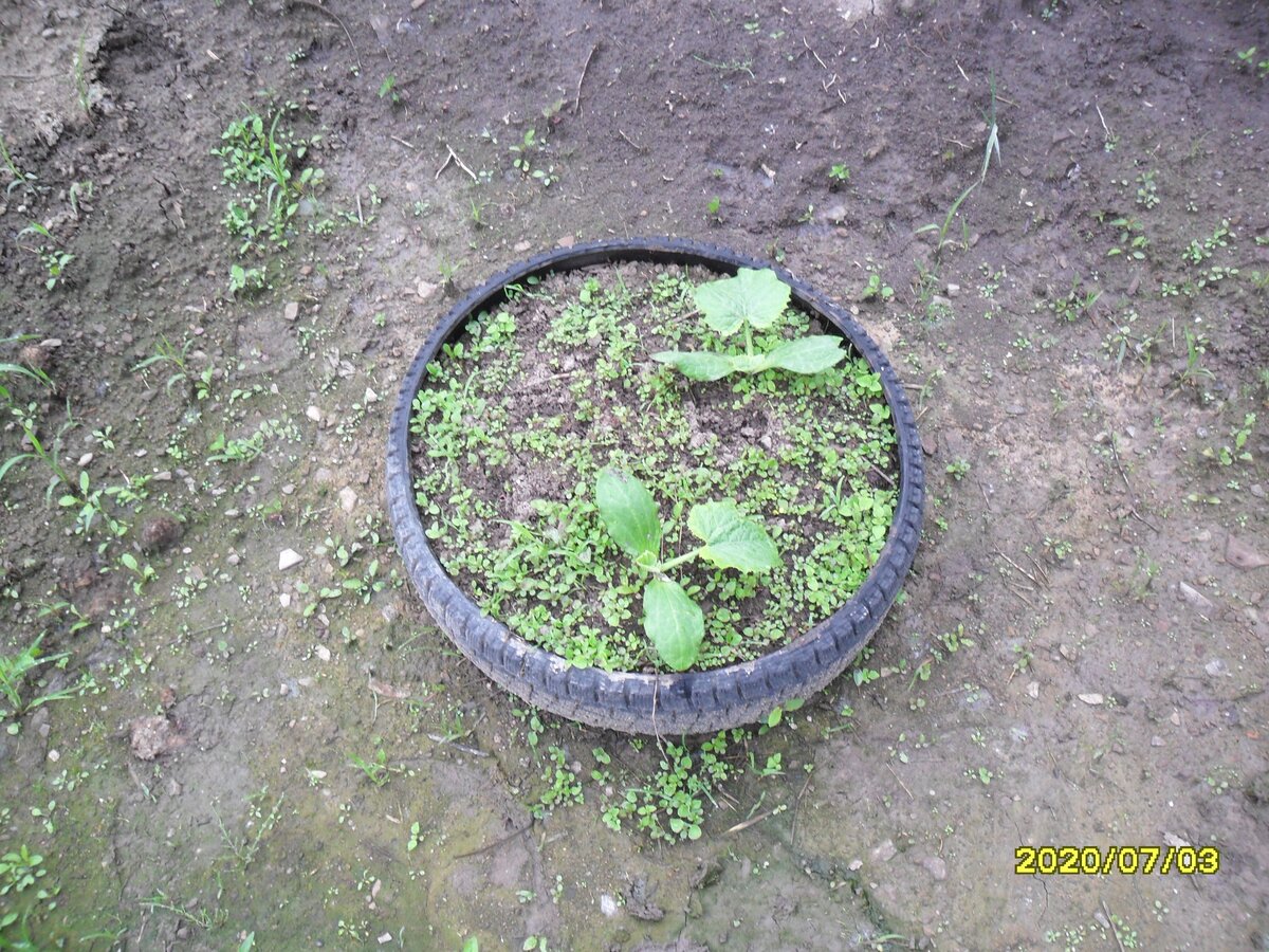 Начало кабачков