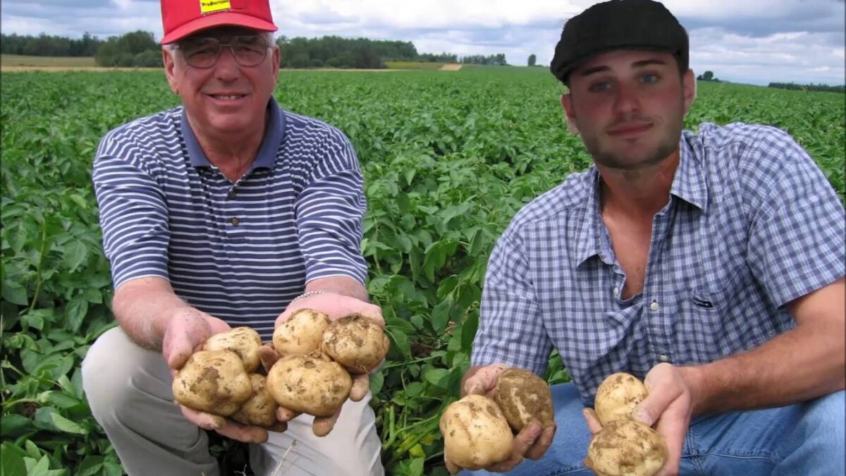 Картинка взята из интернета в свободном доступе.