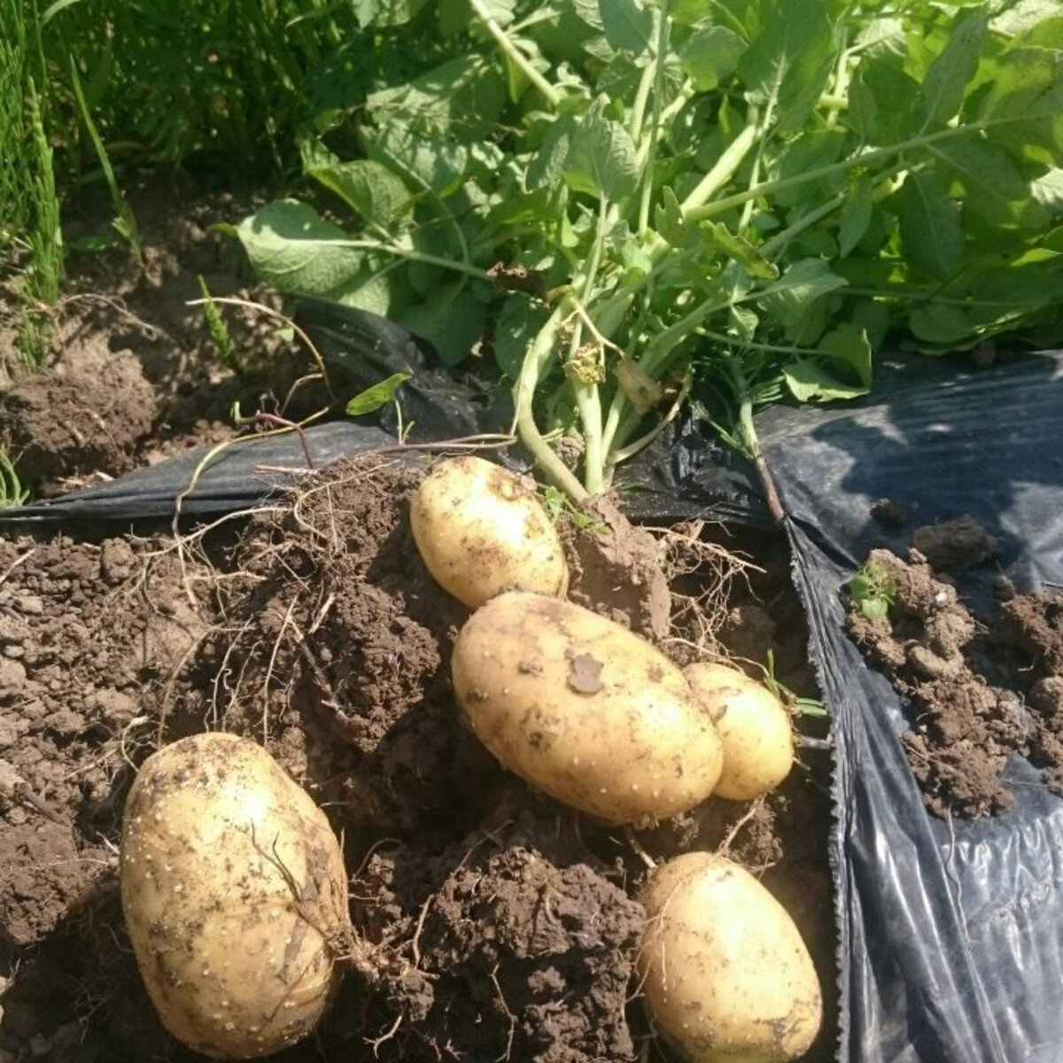 Семена картофеля Гала