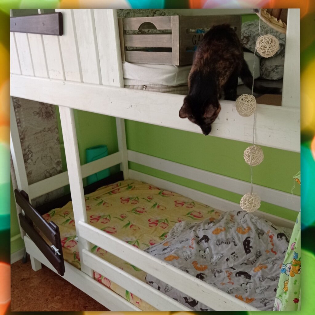 Наша модель двухуровневой системы. Сыночка сфотографировать не удалось, а киска сейчас спрыгнет.