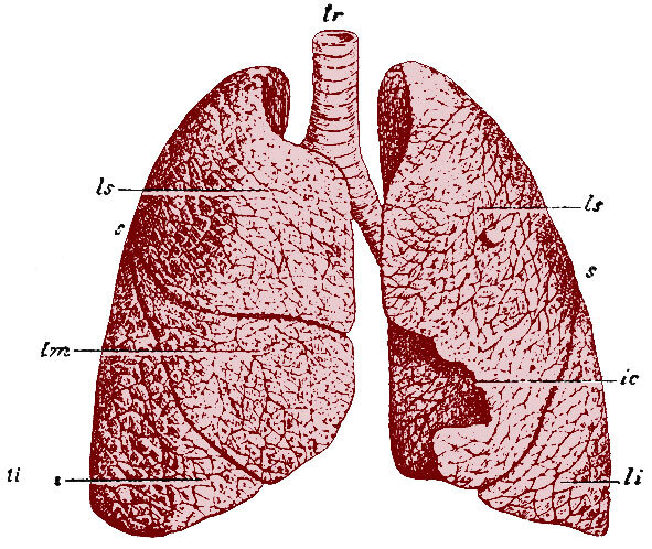 Легкие взрослого человека спереди в неспавшемся состоянии. tr - дыхательное горло; ls, ls-верхние доли; li, li - нижние доли; lm - средняя доля правого легкого; ic - incisura cardiaca левого легкого