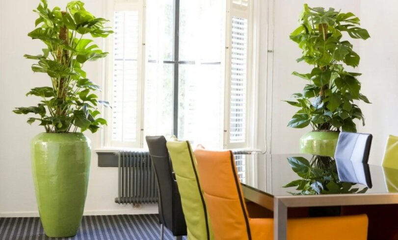 Здесь кашпо подобраны под цвет предмета в интерьере, что  также придает свежесть и создает гармонию