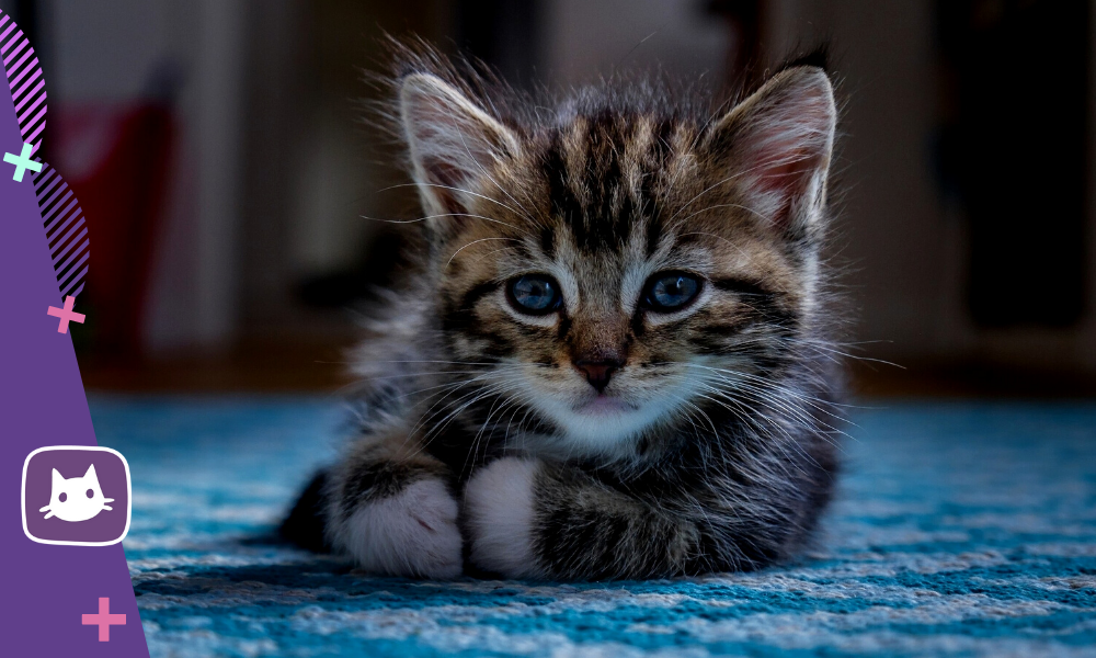 Как выбрать котенка: 6 фактов, которые нужно учесть
