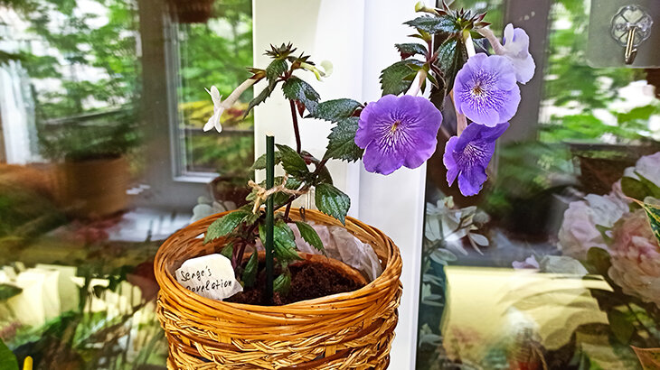 ахименес - только недавно из магазина