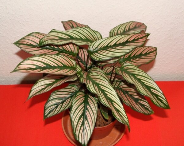 Калатея вайт стар💚