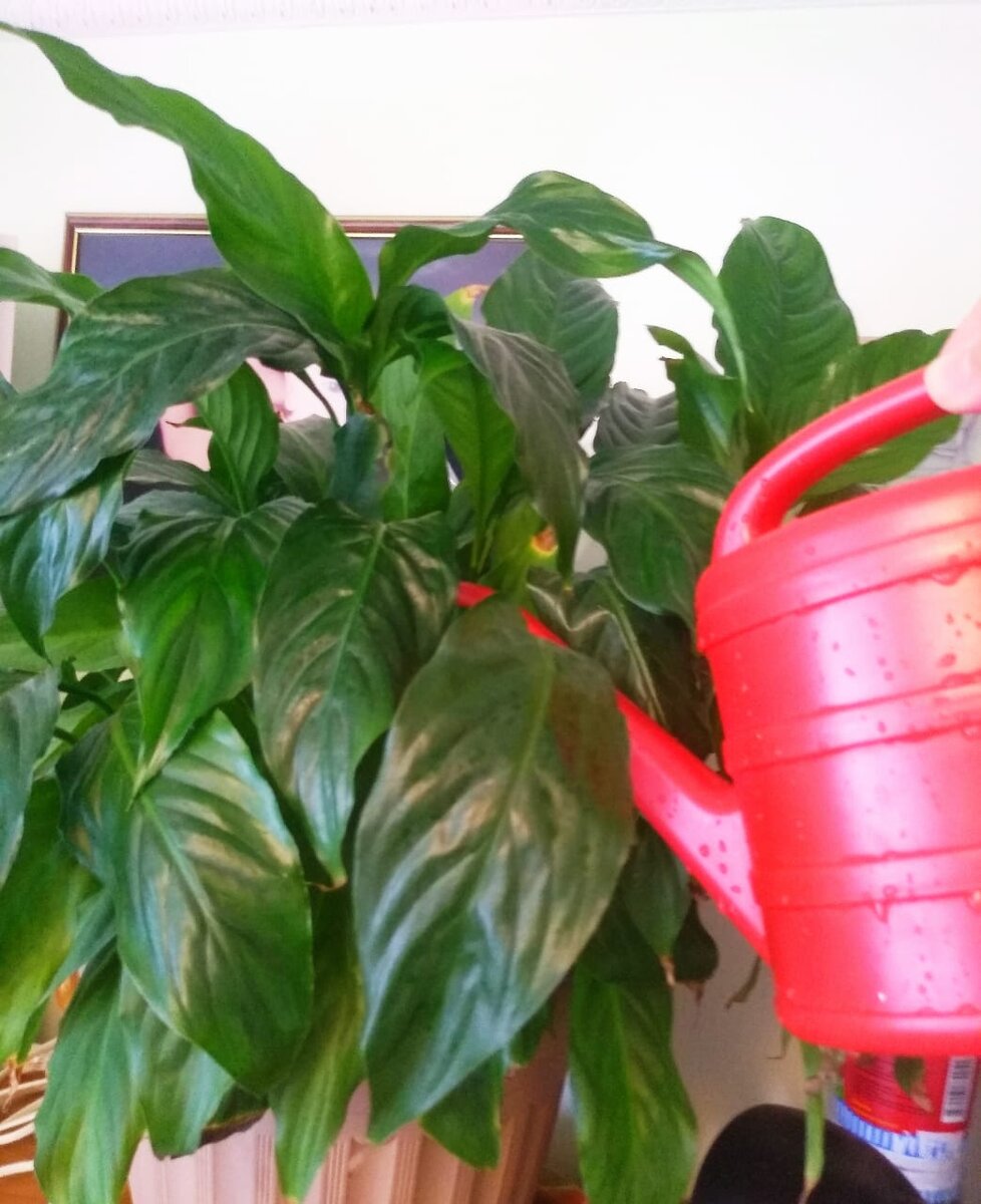 Настоем из кожуры цитрусовых поливайте комнатные растения - они "любят" такую подкормку. 