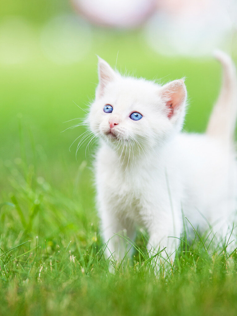 Очень похож (картинка взята из интернета)